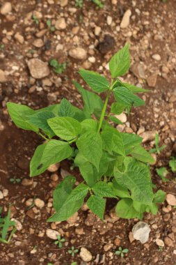 Sebze bahçesinde yetişen Vigna unguiculata yeşil bitkisinin en üst görüntüsü. Ayrıca inek bezelyesi de denir.