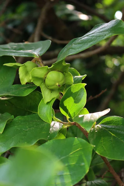 Zbliżenie Zielone Niedojrzałe Owoce Kaki Lub Persimmon Lecie Diospyros Kaki — Zdjęcie stockowe