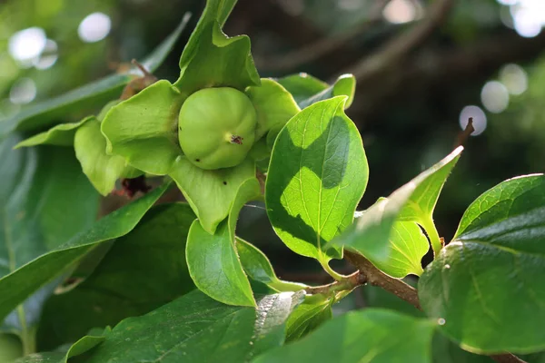 Zbliżenie Zielone Niedojrzałe Owoce Kaki Lub Persimmon Lecie Diospyros Kaki — Zdjęcie stockowe