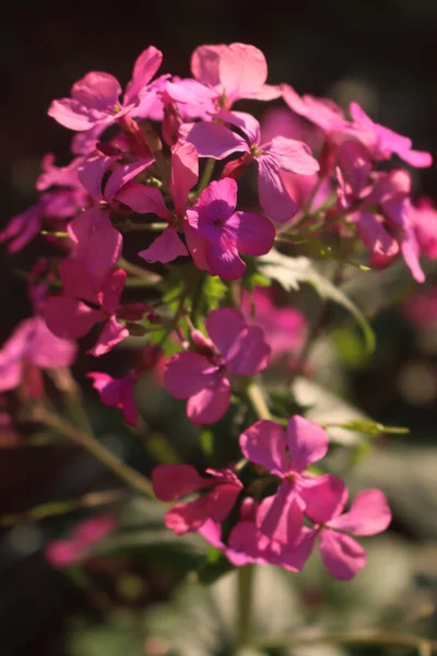 Крупный План Розовых Цветов Растения Lunaria Annua Солнечный День Называется — стоковое фото