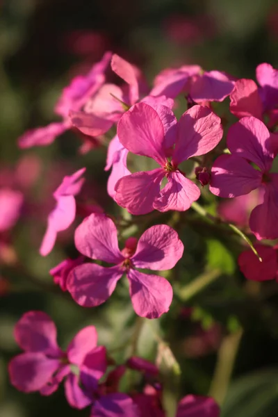 在阳光明媚的日子里 对金银花的粉红花朵进行了近距离观察 也被称为银元 美元植物 月季或诚实 — 图库照片