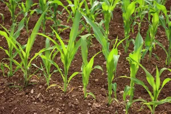 Zielone Rośliny Kukurydzy Rosnące Rzędach Polu Zachodzie Słońca Pole Uprawne — Zdjęcie stockowe