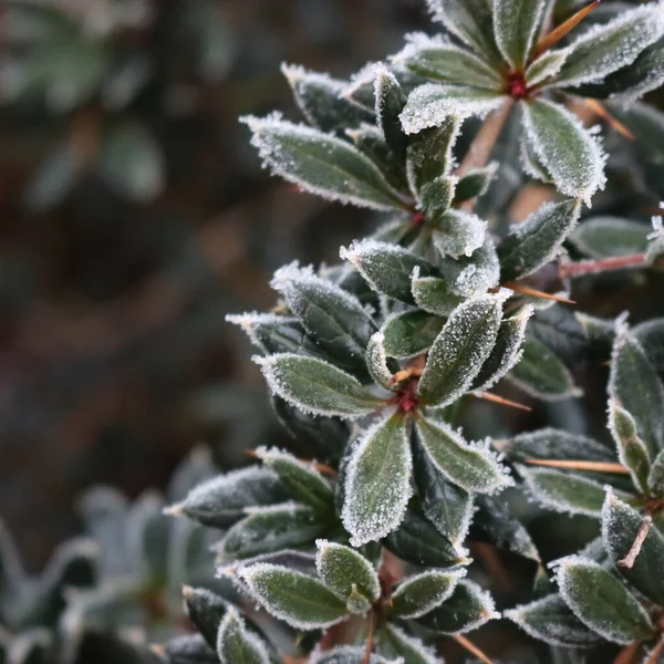 Primer Plano Warty Arbusto Agracejo Cubierto Heladas Temporada Invierno Berberis — Foto de Stock