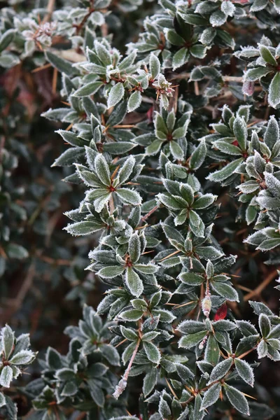Primer Plano Warty Arbusto Agracejo Cubierto Heladas Temporada Invierno Berberis —  Fotos de Stock