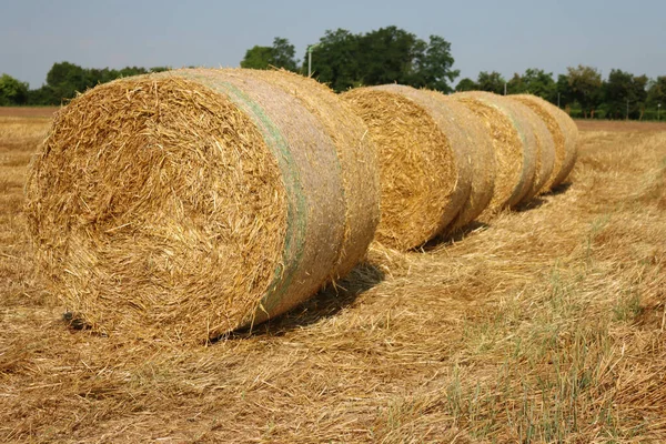 Golden Hay Bales Rows Mowed Wheat Field Blue Sky Italian Stock Image