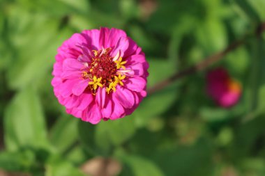 Yaz mevsiminde çiçek açan pembe Zinnia bitkisi