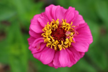 Yaz mevsiminde çiçek açan pembe Zinnia bitkisi