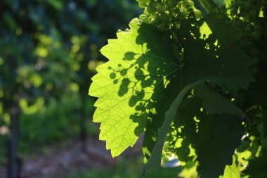 İtalya 'daki üzüm bağında olgunlaşmamış yeşil üzümler güneş ışığına karşı. Üzüm bağı arkaplanı