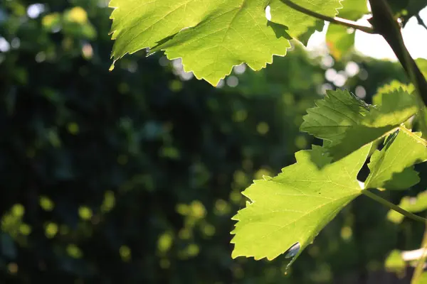 Banda Niedojrzałych Zielonych Winogron Przeciwko Słońcu Winnicy Włoszech Tło Winnicy — Zdjęcie stockowe
