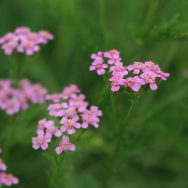 Close-up of pink yarrow flowers in th e meadow. Achillea millefolium wildflower in Italy