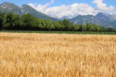 Beautiful golden wheat field against blue sky on s a sunny day. Wheat field ready to harvest in Italy