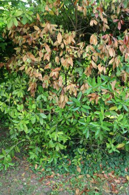 Osmanthus olens or Olea fragrans  bush with many dry brown leaves. Osmanthus with disease