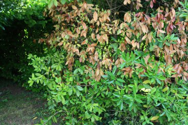 Osmanthus olens or Olea fragrans  bush with many dry brown leaves. Osmanthus with disease