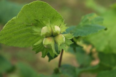 Unripe green hazelnuts growing on branch on summer. Corylus avellana tree on a sunny day
