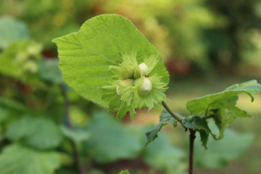 Unripe green hazelnuts growing on branch on summer. Corylus avellana tree on a sunny day