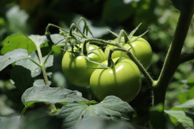 Green unripe italian Cuor di Bue Tomatoes growing in the vegetable garden in to the sunlight. Oxheart tomato