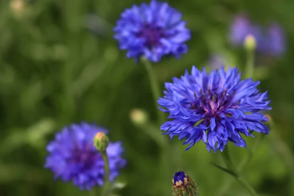 Centaurea cyanus or  blue common cornflower on summer