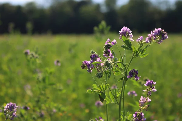 Alfalfa plant in bloom against sunlight. Agricultural field on summer. Medicago sativa 
