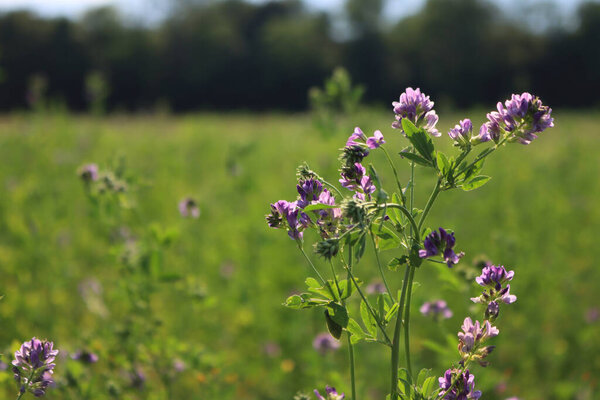 Alfalfa plant in bloom against sunlight. Agricultural field on summer. Medicago sativa 