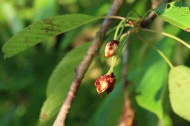 Meyve bahçesindeki kuşların yediği dalda kırmızı kirazlar. Prunus avium ağacı