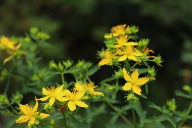 St. John 's otunun koyu arkaplandaki sarı çiçeklerine yakın plan. Hypericum Performans Bitkisi çiçek açtı 