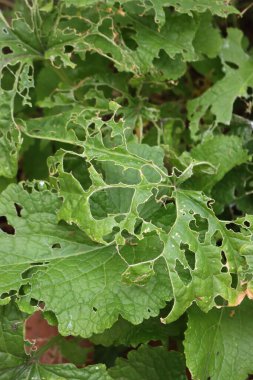 Yeşil Lunaria Annua 'ya yakın çekim ya da yazın salyangozlardan zarar gören Dürüstlük bitkisi 