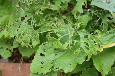 Yeşil Lunaria Annua 'ya yakın çekim ya da yazın salyangozlardan zarar gören Dürüstlük bitkisi 