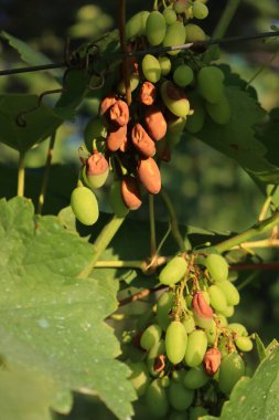 Olgunlaşmamış yeşil üzüm. Plasmopara viticola mantarının sebep olduğu küften etkilenmiş.