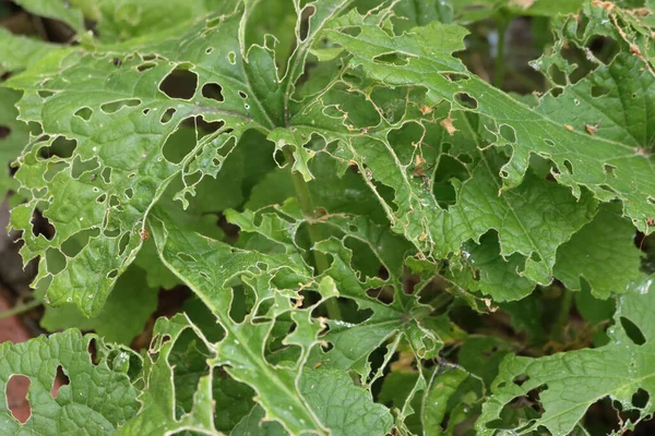 Close Van Groene Lunaria Annua Honesty Plant Beschadigd Door Slakken — Stockfoto