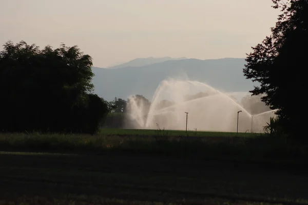 イタリア北部の田舎で夜明けに緑色のトウモロコシ畑を散水する農業灌漑システム — ストック写真