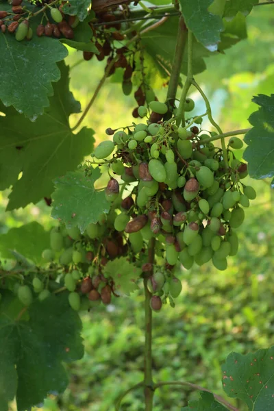 Omogen Grön Grape Påverkas Fuktig Eller Falsk Mögel Orsakad Plasmopara — Stockfoto