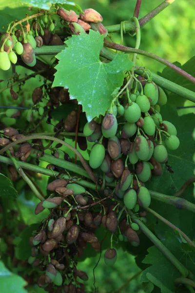 Незрелый Зелёный Виноград Поражённый Лихорадкой Ложной Плесенью Вызванной Грибком Плазмопары — стоковое фото
