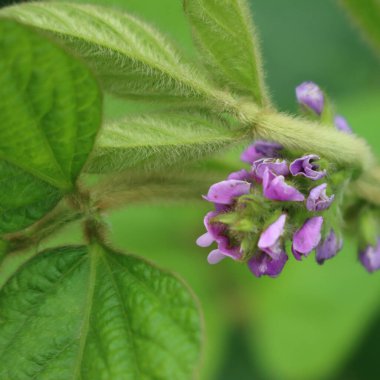 Tarlada çiçek açan soya fasulyesi bitkisinin yakın çekimi. Soya fasulyesi bitkisinin leylak çiçekleri. Glicin maksimum 