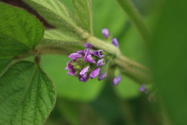 Tarlada çiçek açan soya fasulyesi bitkisinin yakın çekimi. Soya fasulyesi bitkisinin leylak çiçekleri. Glicin maksimum 