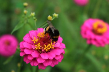 Çiçek tarlasında pembe Zinnia çiçeğinin üzerindeki arı. Yazın Bombus