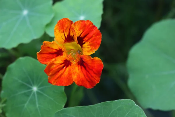 Ναστούρτιο Φυτό Στρογγυλά Φύλλα Και Έντονο Πορτοκαλί Και Κόκκινα Διακοσμητικά — Φωτογραφία Αρχείου