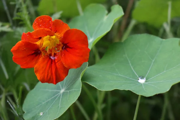 Nasturtium Plante Aux Feuilles Rondes Aux Fleurs Orange Vif Rouge — Photo