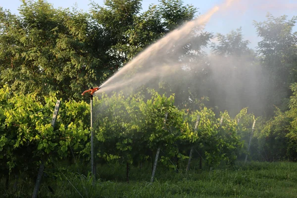 Víz Öntözőrendszer Működik Egy Zöld Szőlő Nyáron Olaszországban Stock Fotó