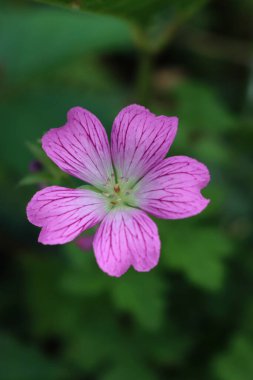 Yaygın mallow veya çiçek açmış Malva sylvestris. Bitkinin üzerinde tek pembe Mallow çiçeği