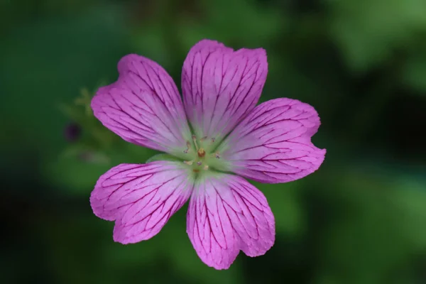 Malve Oder Malva Sylvestris Voller Blüte Einzelne Rosa Malvenblüte Auf — Stockfoto