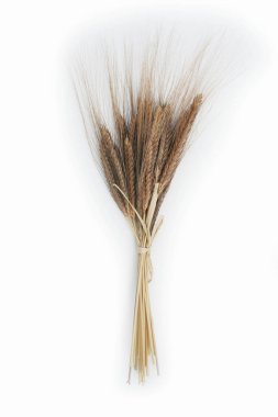 Beyaz arka planda küçük bir demet kuru kahverengi Emmer ya da Spelt buğdayı. Triticum bitkisi