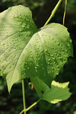 Güneşli bir günde üzüm bağında yeşil asma yaprağı üzerine yağmur damlaları. Yağmurdan sonra üzüm bağına yakın çekim 