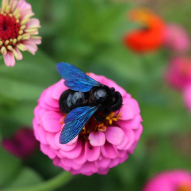 Mavi ve siyah Carpenter arısı çiçek tarhındaki pembe Zinnia çiçeğinin üzerinde. Yazın Xylocopa ihlali