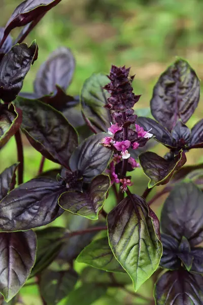 Großaufnahme Von Blüten Von Purpurbasilikum Pflanzen Gemüsegarten Sommer Ocimum Basilicum — Stockfoto