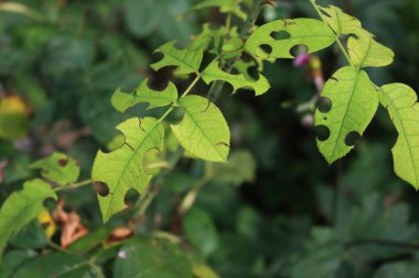 Yaprak kesen arı, gül çalısı yeşil yapraklarında delikler açıyor. Megachilidae böceğinin hasarı 
