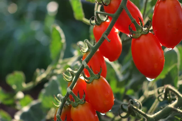 Tomates Italianos Datterino Cherry Con Gotas Lluvia Que Crecen Las —  Fotos de Stock