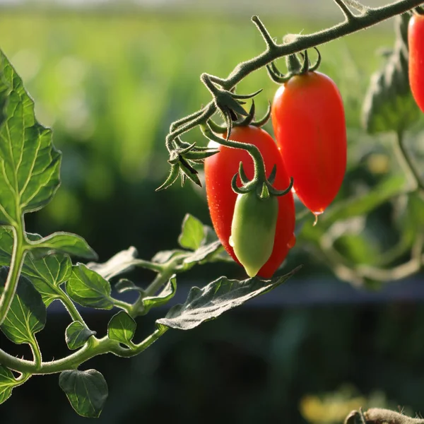 Italian Datterino Cherry Tomatoes Growing Branches Vegetable Garden Summer Sunlight — Stock Photo, Image