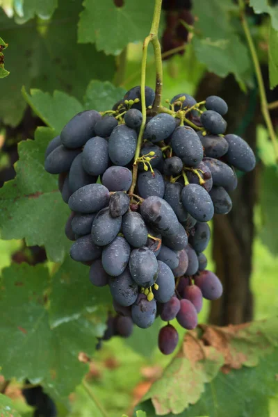 Paarse Rijpe Zaadloze Crimson Druiven Takken Wijngaard Het Einde Van — Stockfoto
