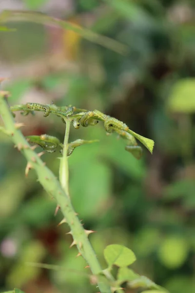 Arge Pagana是Argidae家族中的一只锯蝇 夏天吃玫瑰叶的许多Arge Pagana或幼虫 膜翅目科 — 图库照片