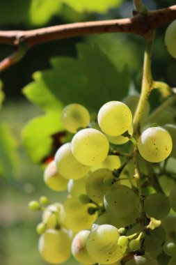 Yaz sonlarında bağda güneş ışığına karşı Glera adı verilen olgun beyaz üzümler
